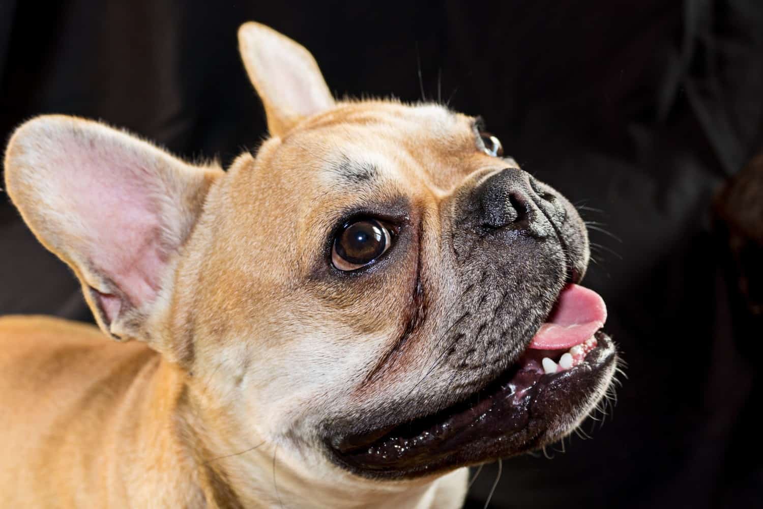 frenchie bow tie