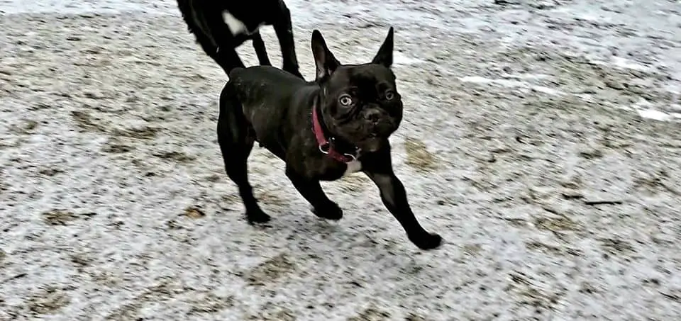 french bulldog running