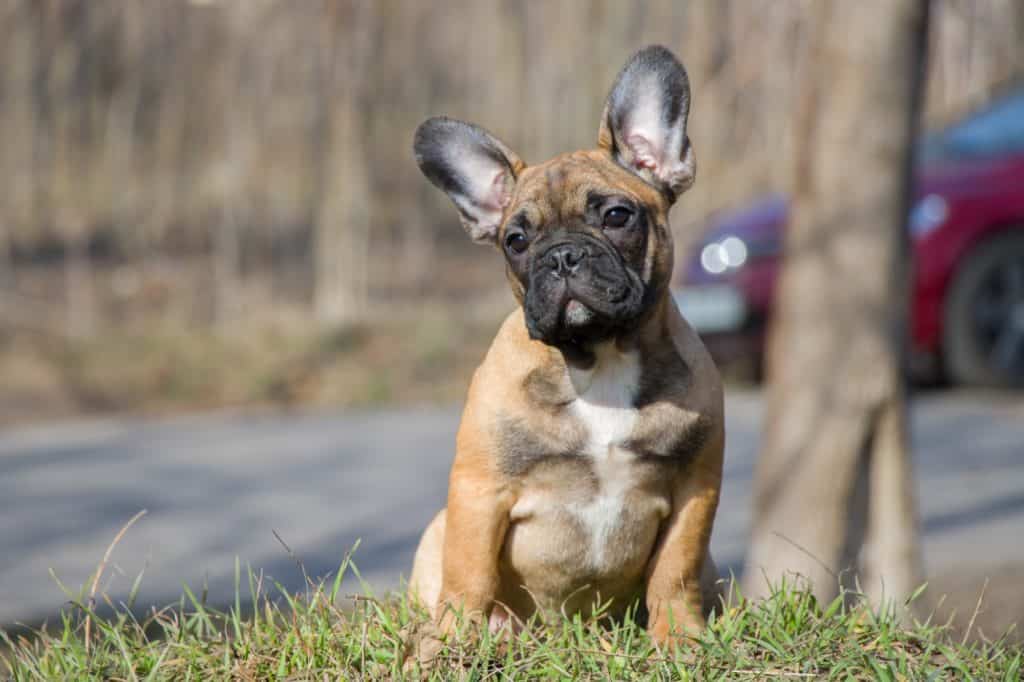 how do you potty train a french bulldog puppy