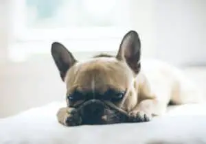 French Bulldog Pros and Cons to consider
