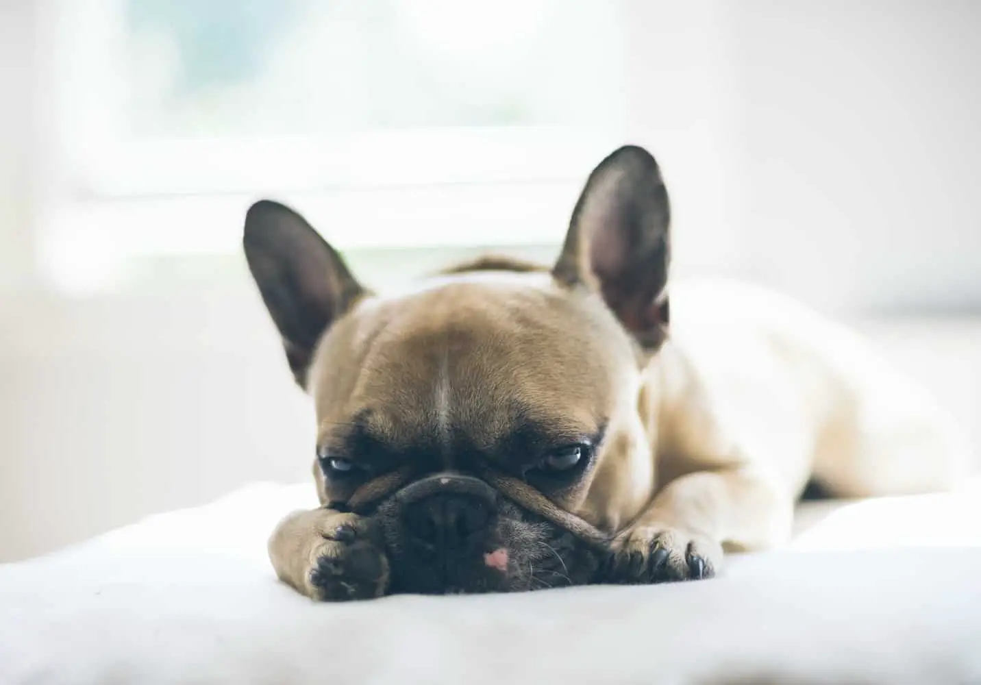 French Bulldog Pros and Cons