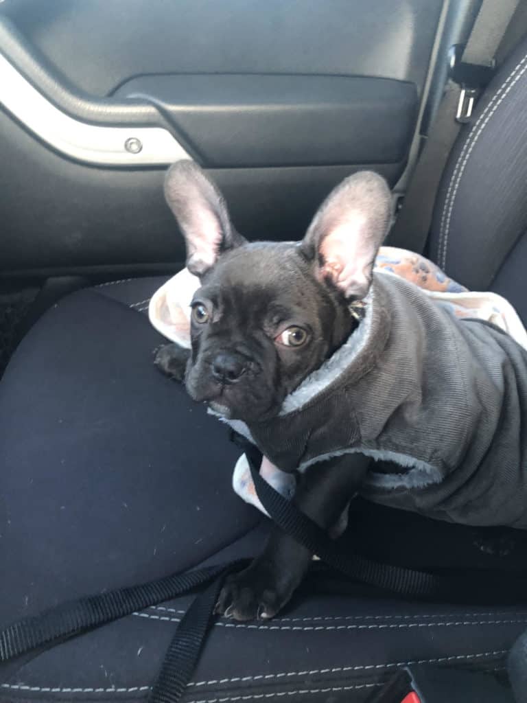 cold french bulldog in winter coat