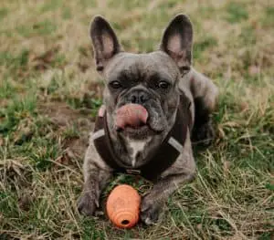 french bulldog chewing on toy
