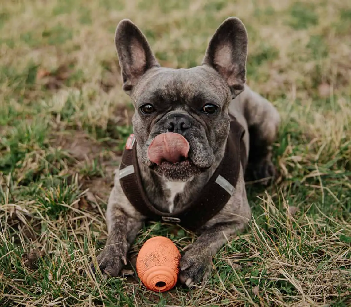 The Best Dog Dental Chews and Ways To Keep Your Frenchie