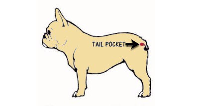 How To Clean A French Bulldog's Tail Pocket