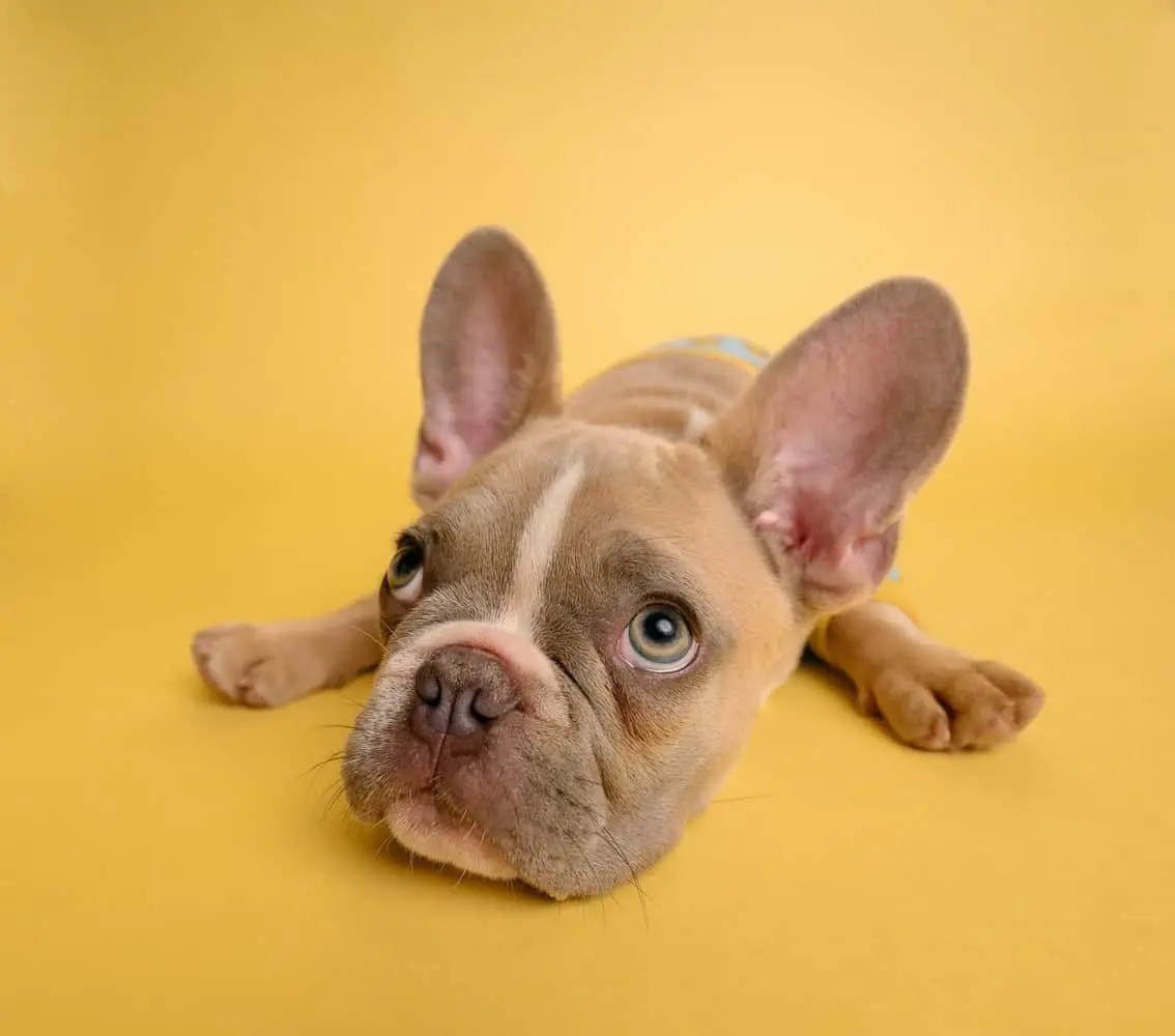 How Much Do French Bulldogs Bark?