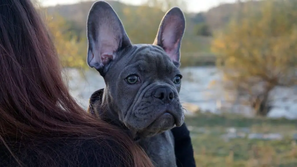 cute french bulldog