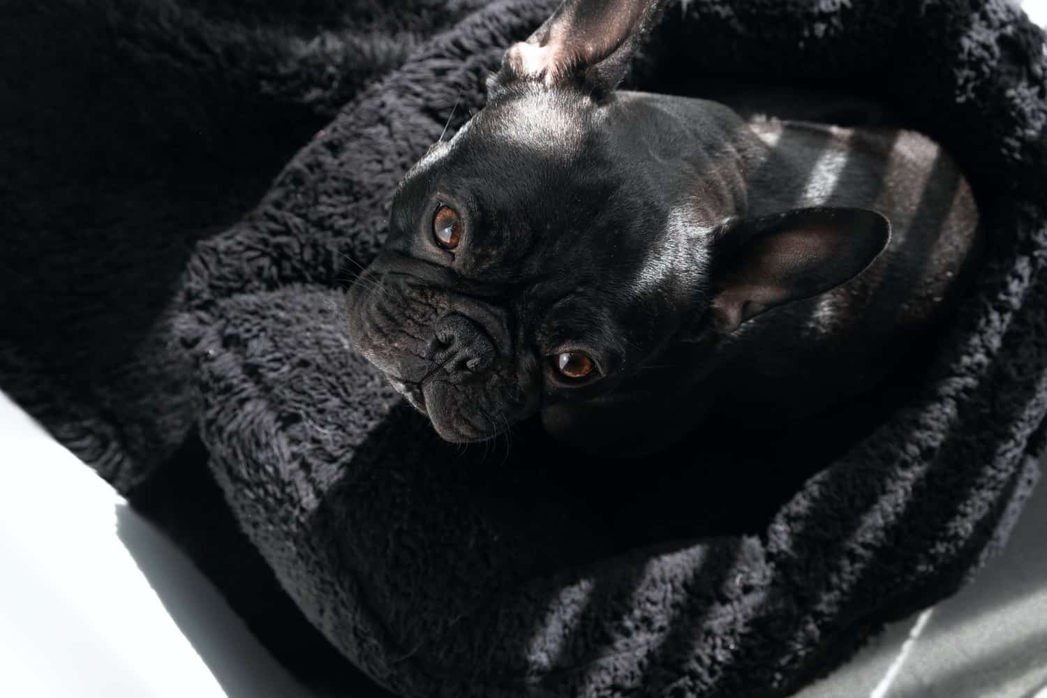 The 5 Best Dog Seat Cover Options For Your French Bulldog