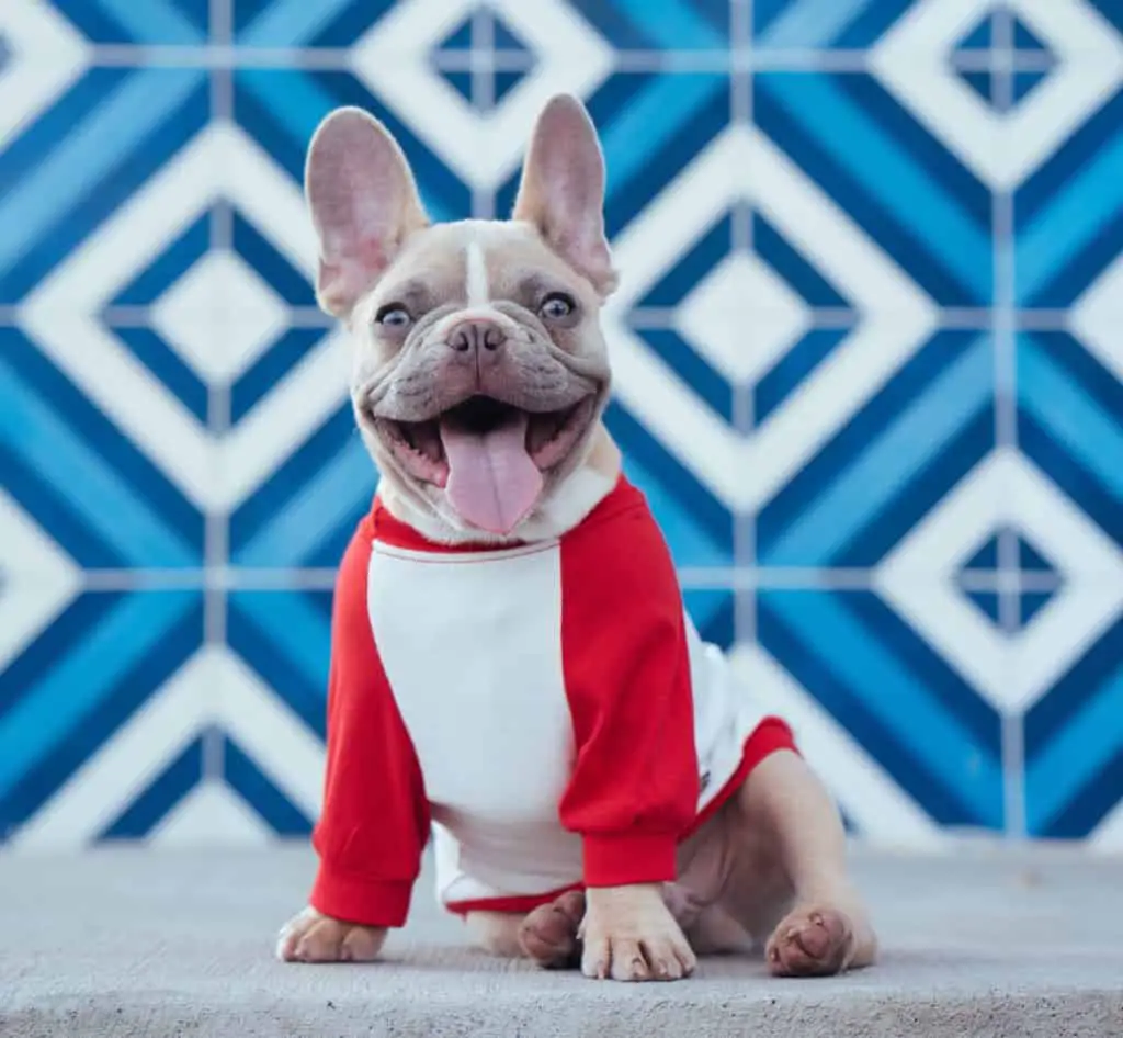 500+ Ideas For French Bulldog Names - The Ultimate Guide