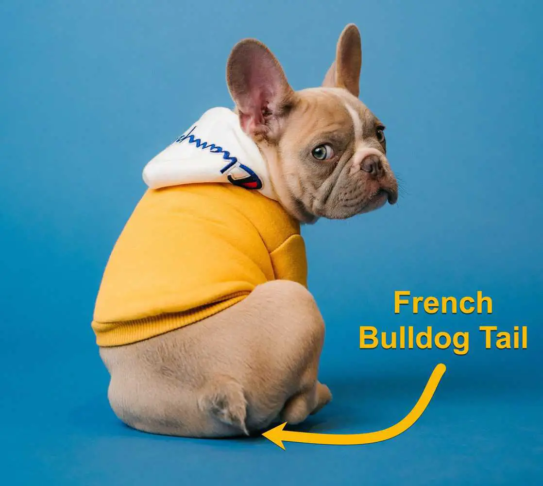 french bulldog tail
