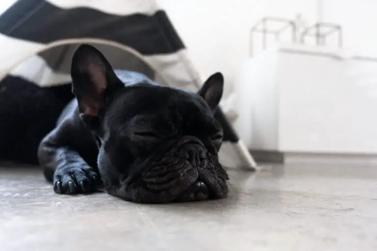 French Bulldog Sleeping A Lot? Is It Normal?