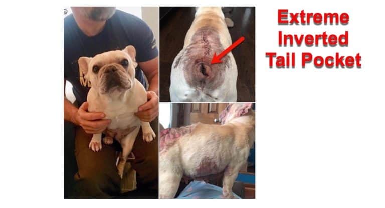 How To Clean A French Bulldog's Tail Pocket