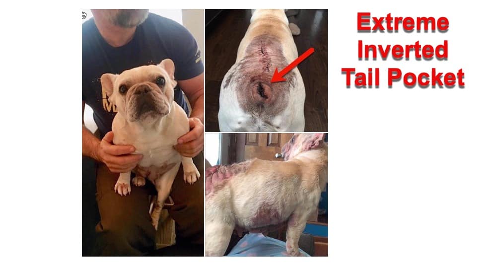 26 HQ Pictures French Bulldog Tail Infection - French Bulldog Tail Problems - Animal Friends