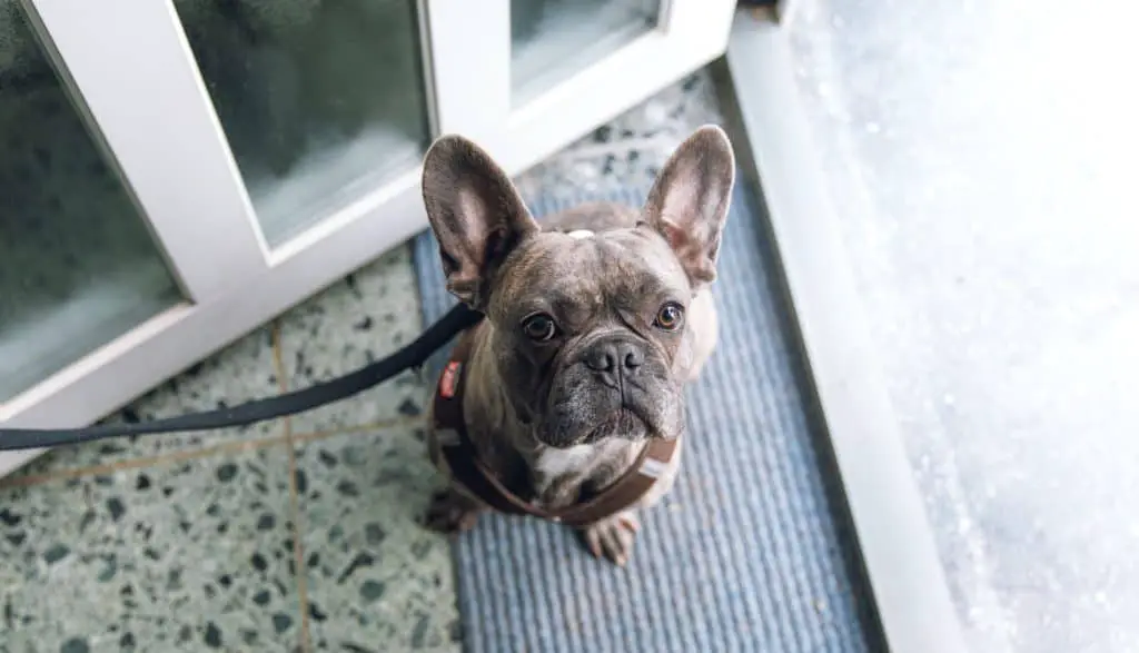french bulldog on a doormat