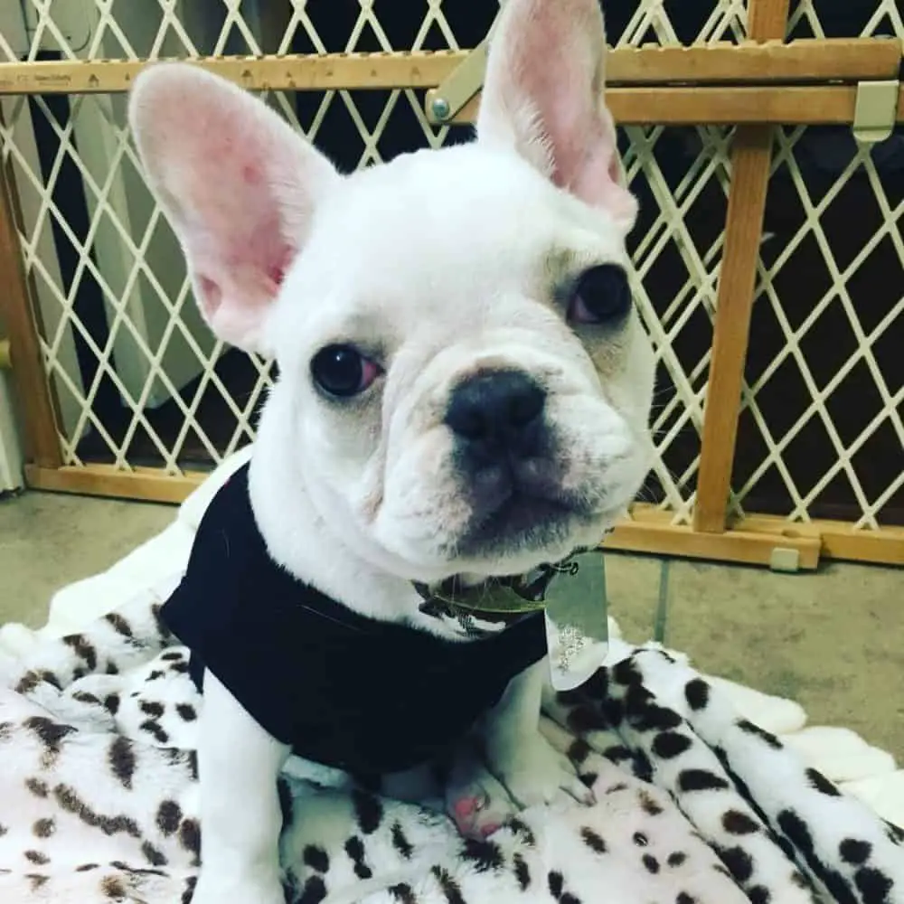 french bulldog puppy in an exercise pen