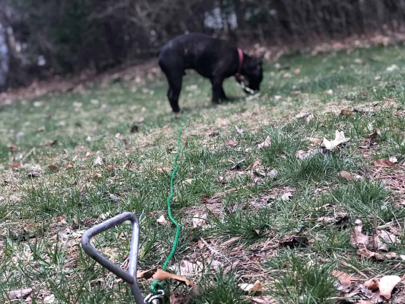 The Best Dog Tie Out Stake For Your French Bulldog