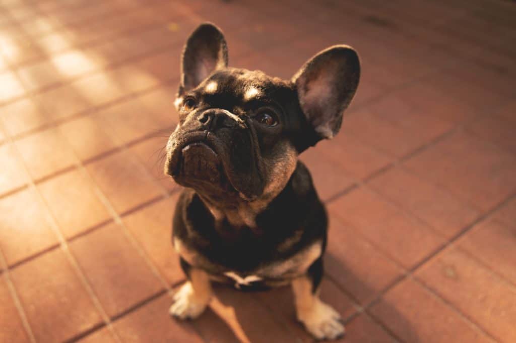 black and tan french bulldog puppy