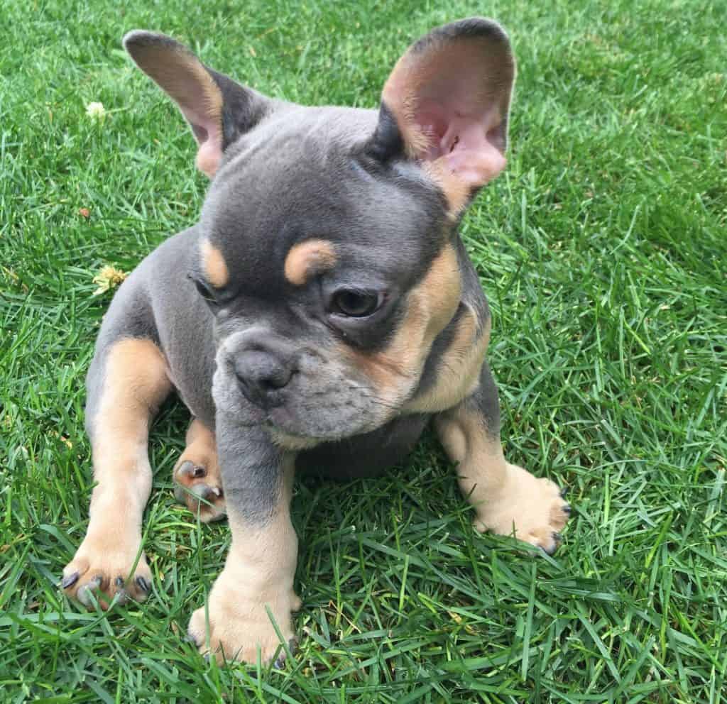 blue and tan french bulldog