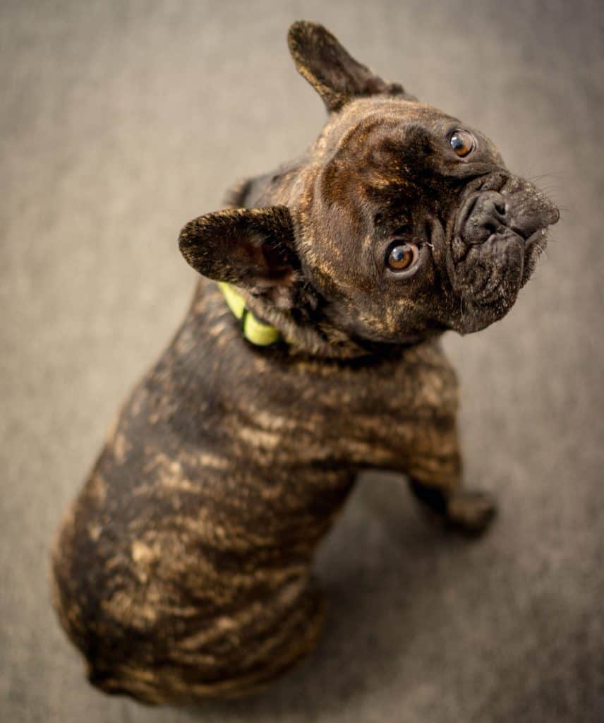 reverse blue brindle french bulldog