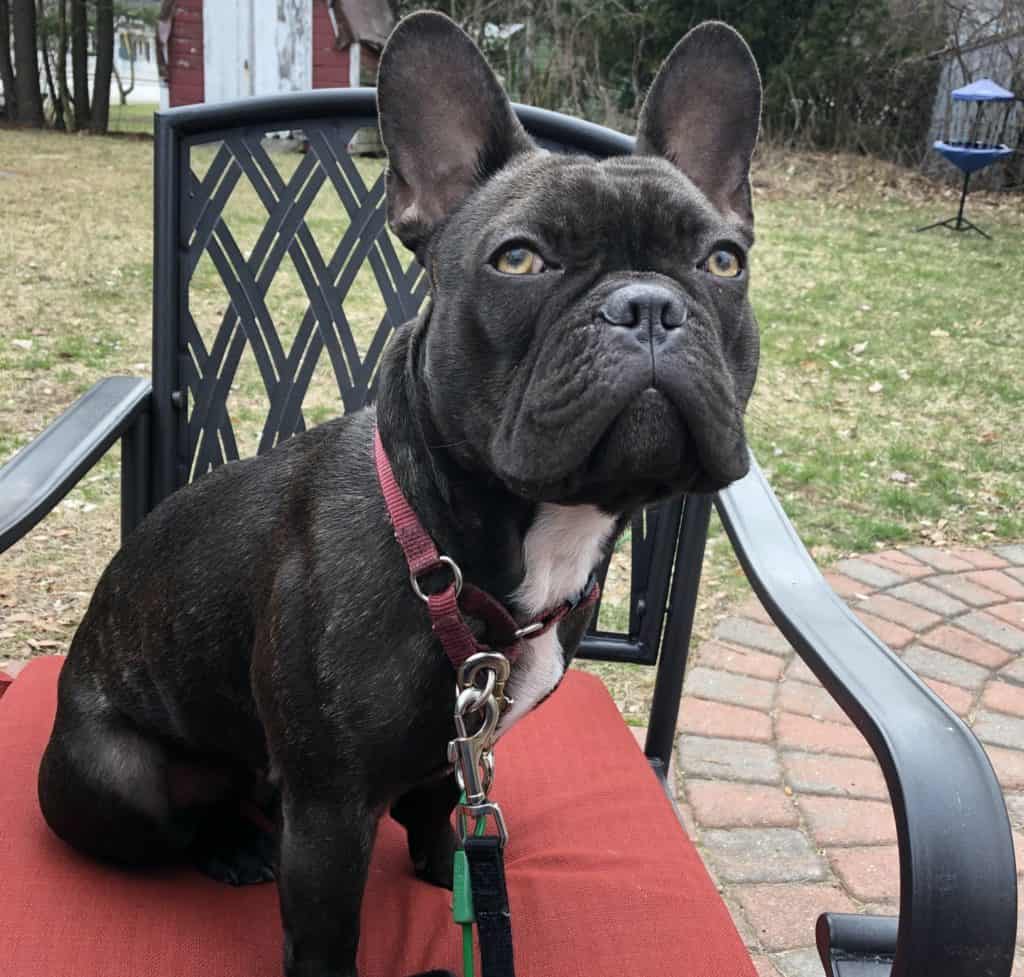 Brindle French Bulldog