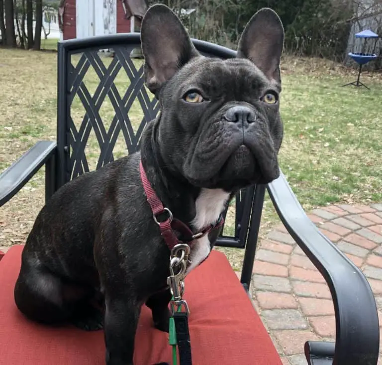 What DNA Do Brindle French Bulldogs Carry?