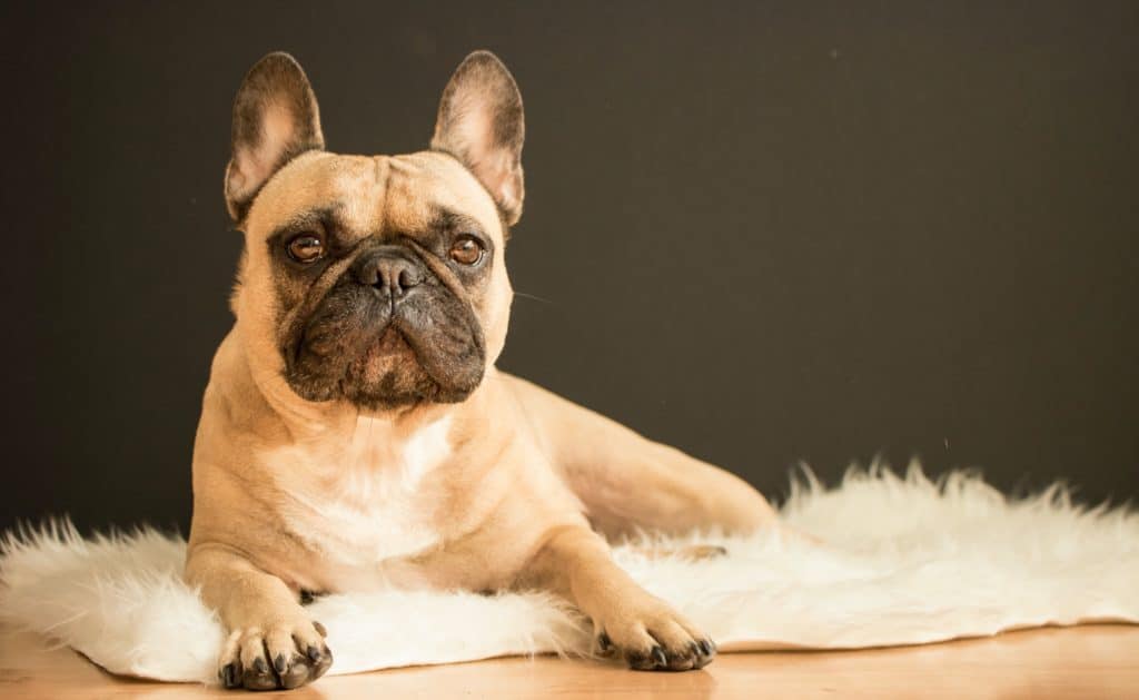 are cream french bulldogs rare