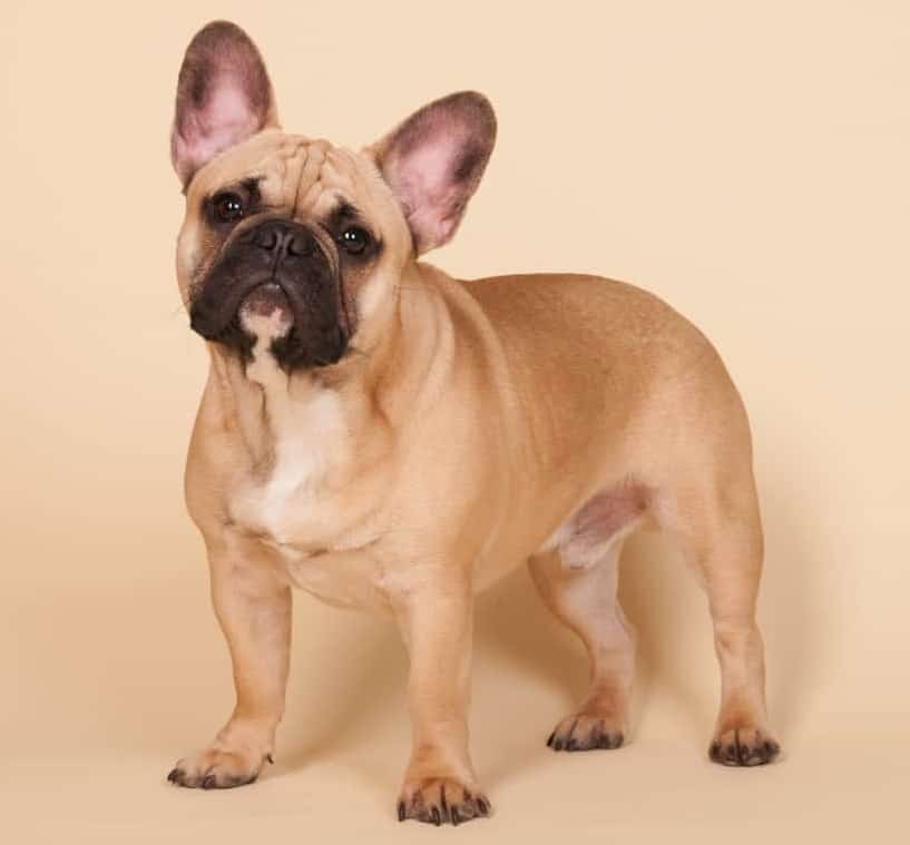 Fawn French Bulldog