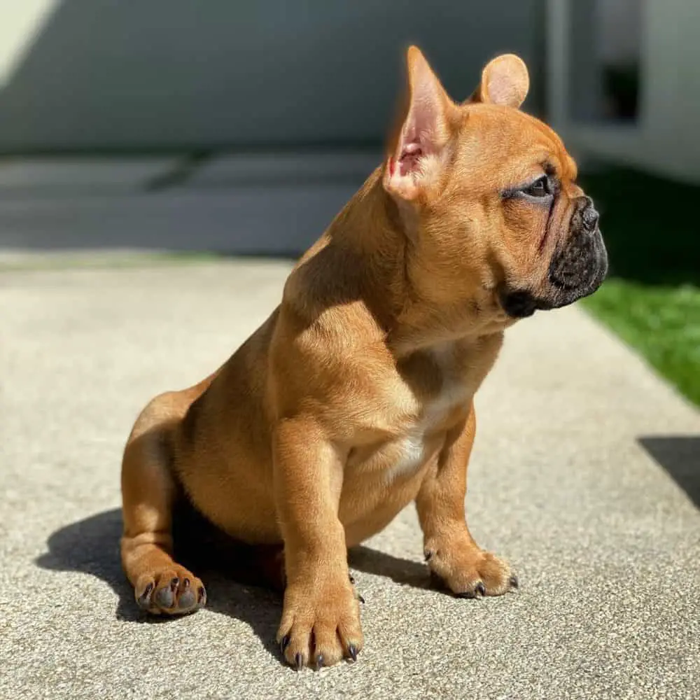 What Are The French Bulldog Colors? Frenchie Journey