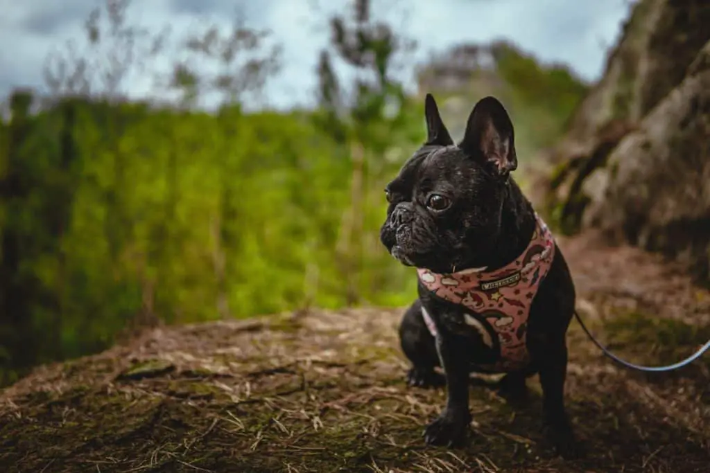 french bulldog in the forest