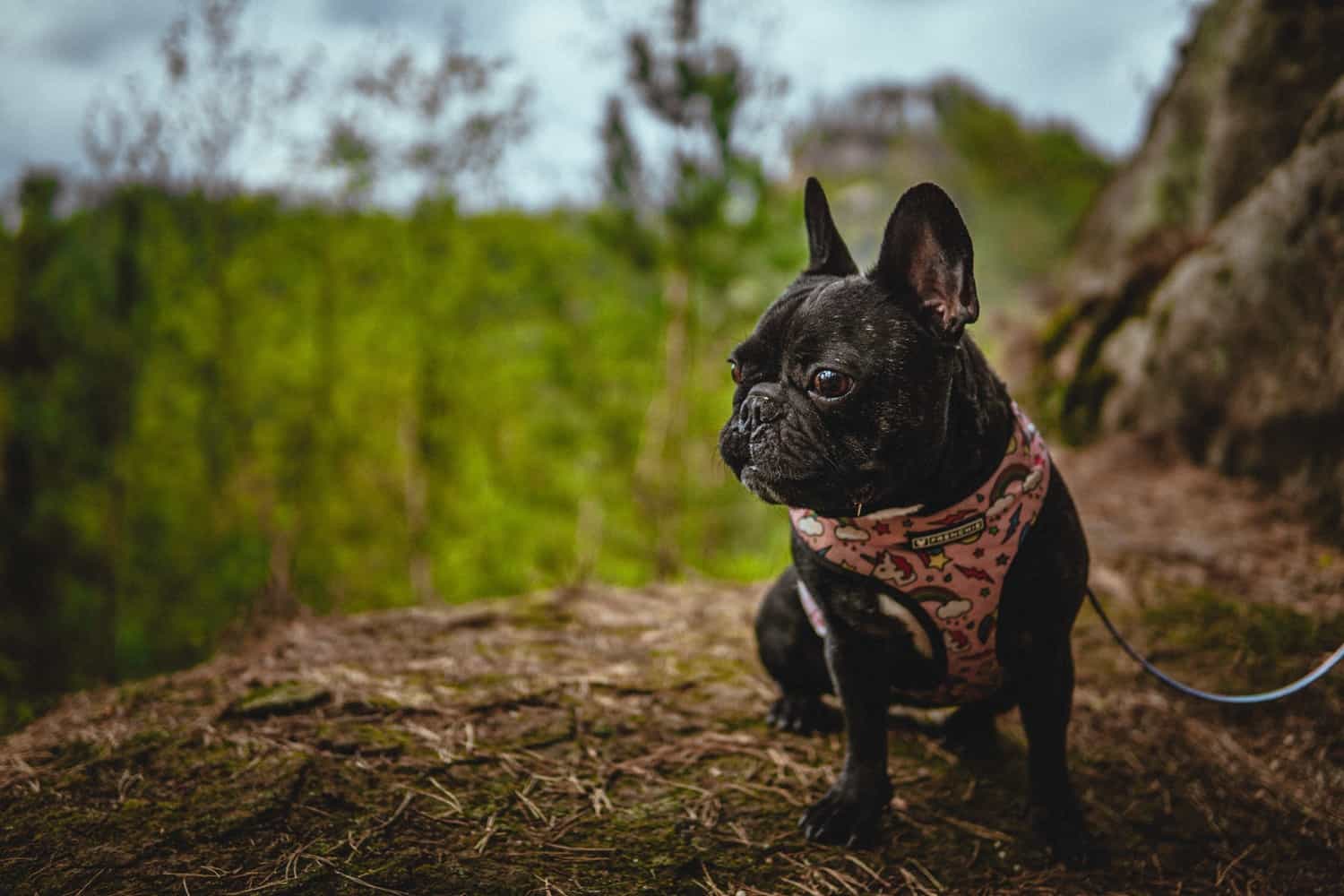 How Old Do French Bulldogs Live? French Bulldog Lifespan