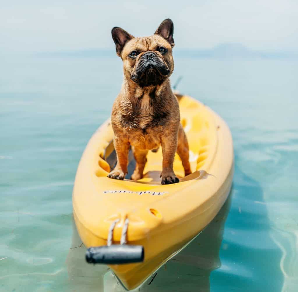 french bulldog swim