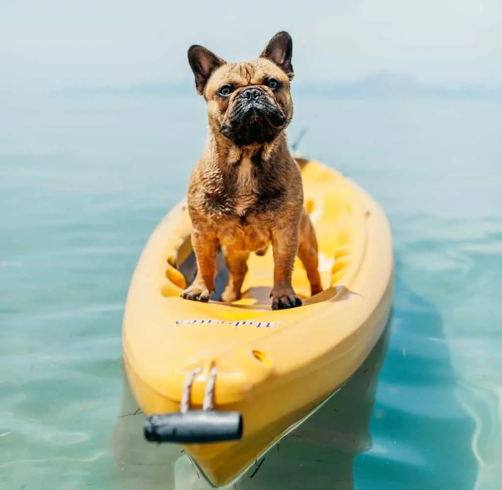 Can French Bulldogs Swim? Frenchie Journey