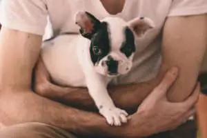French bulldog in a mans arms