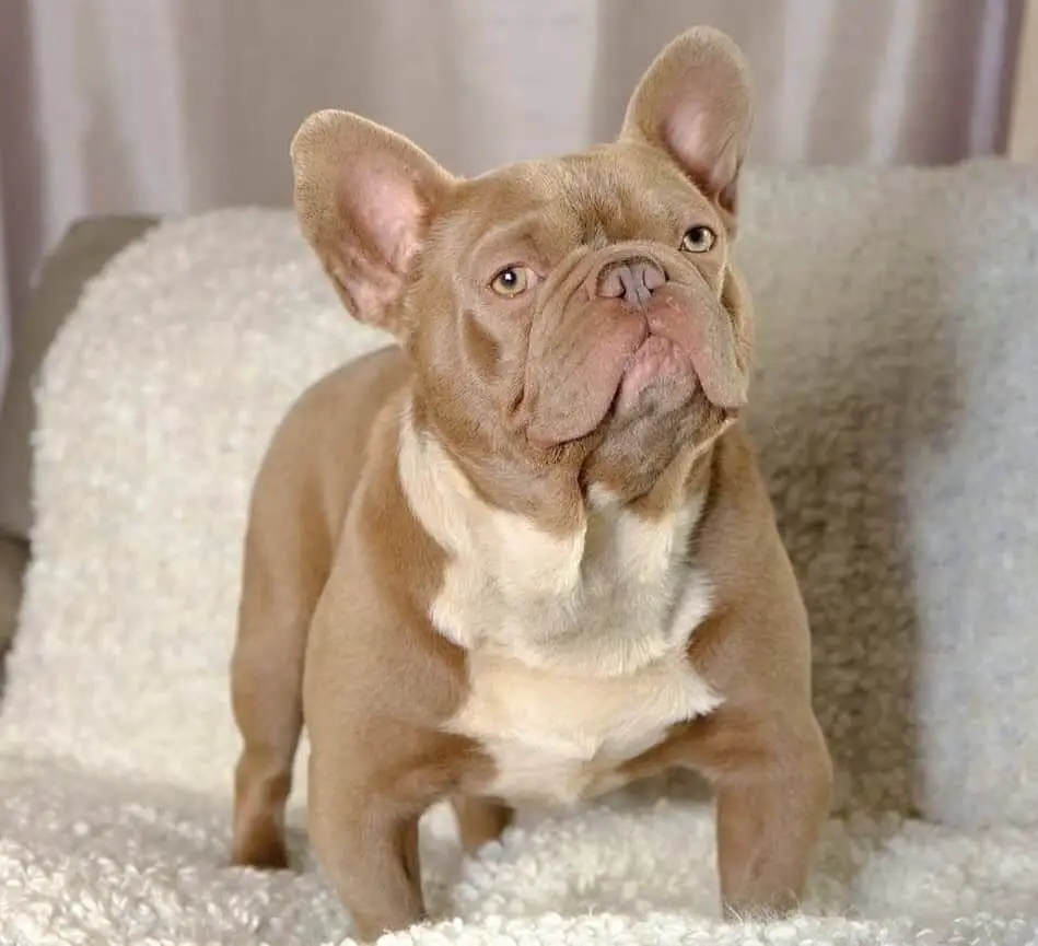 What Are The French Bulldog Colors? Frenchie Journey