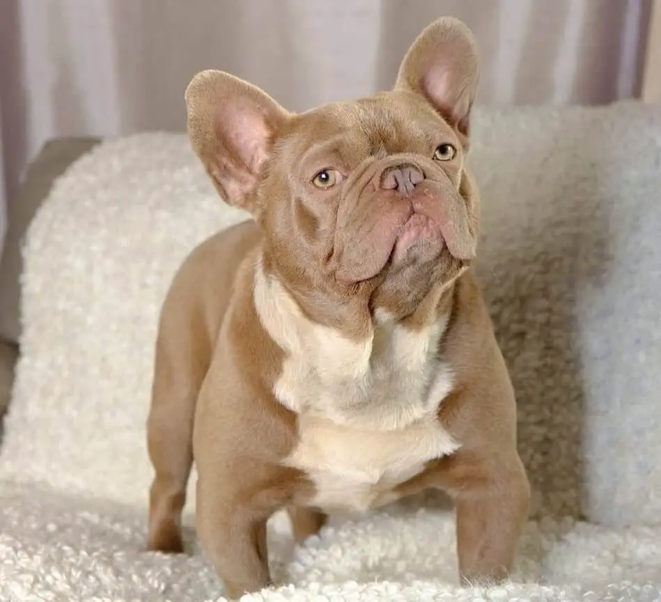 isabella french bulldog