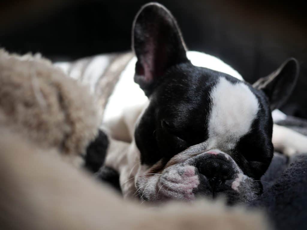 Pied French Bulldog