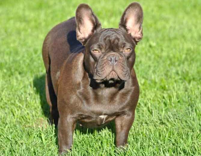 chocolate french bulldog