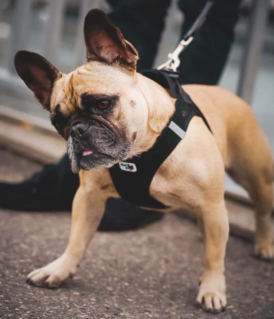 cream French Bulldog