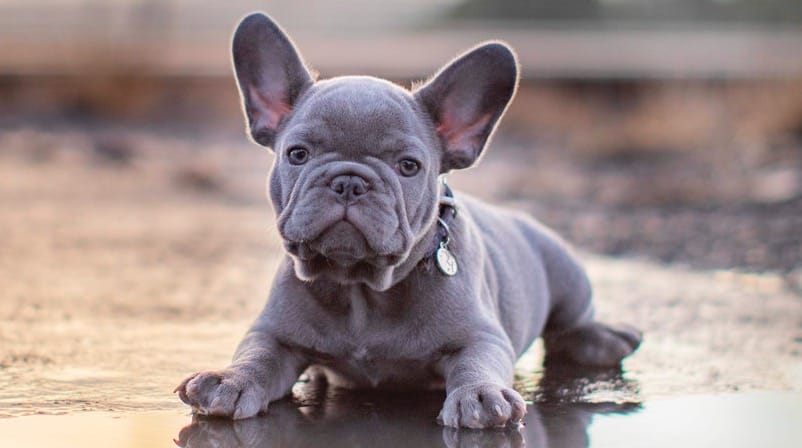 lilac french bulldog