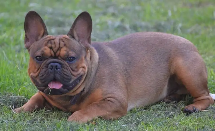 sable french bulldog