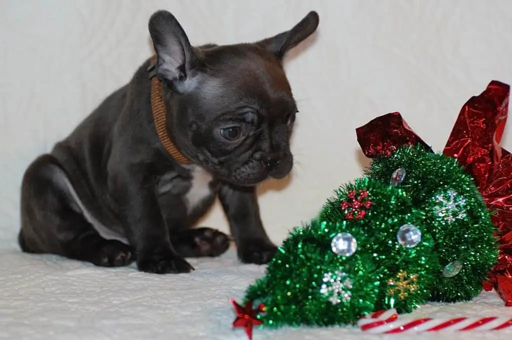 frenchie puppy