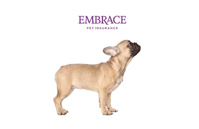 Embrace Pet Insurance Review - A Good Option For Your Frenchie?