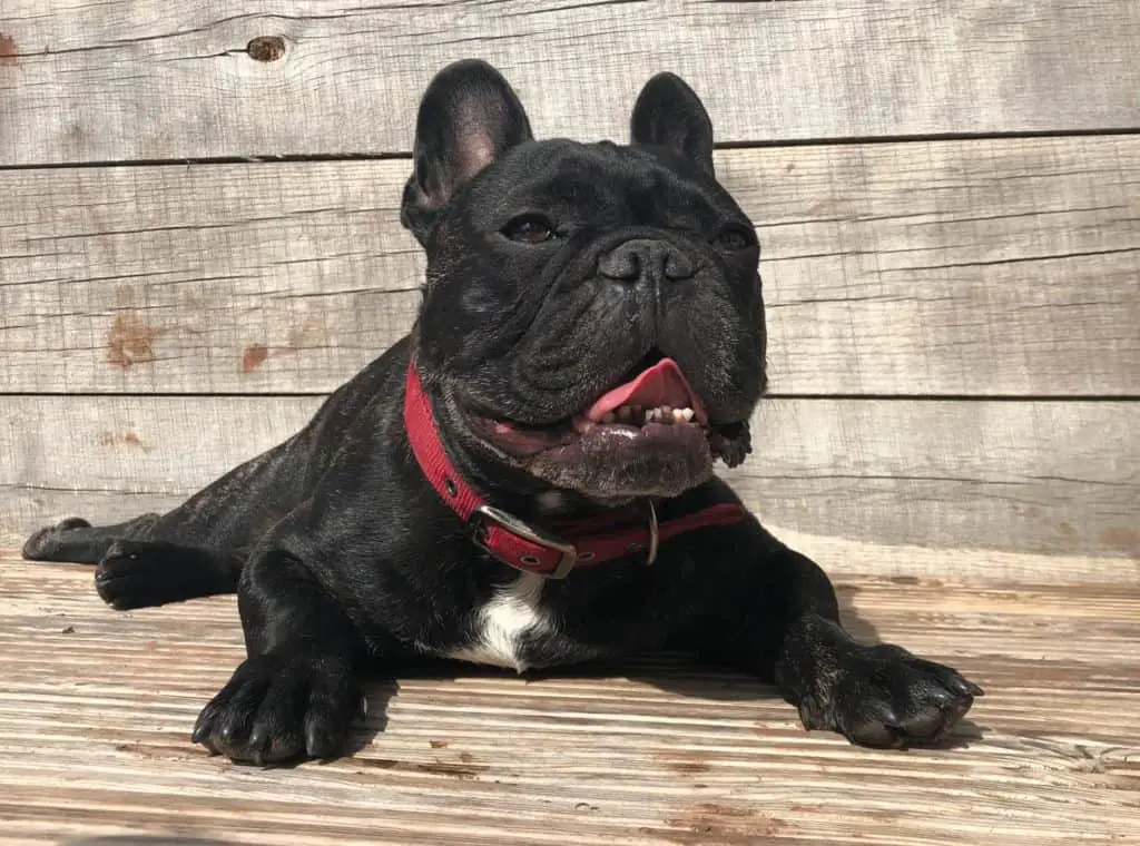 French Bulldog smiling in the sun