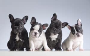 French Bulldog Puppies looking cute
