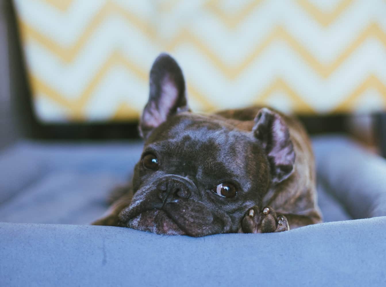 The Top 5 Best Auto Fill Dog Water Bowl Options To Keep Your Frenchie Hydrated