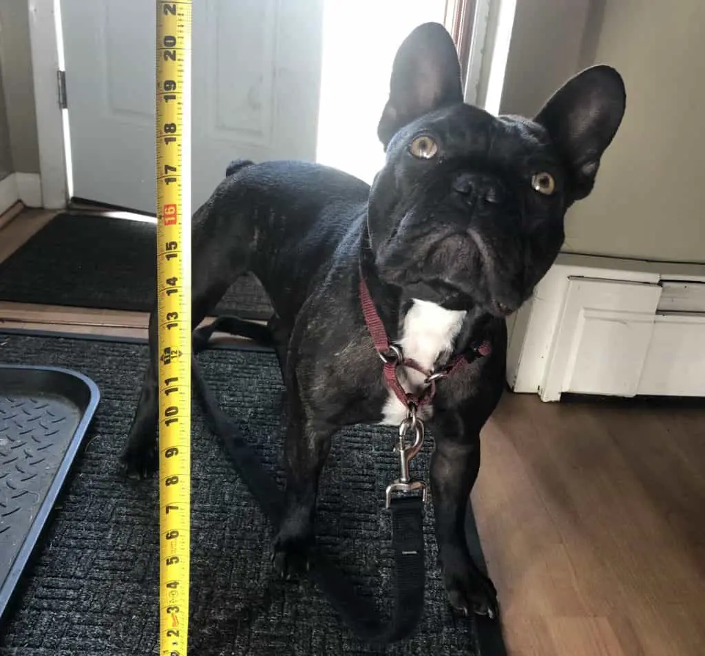 French Bulldog height