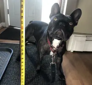 French Bulldog Height