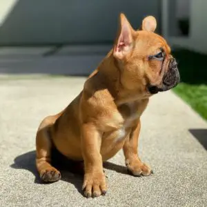 Frenchie in the sun