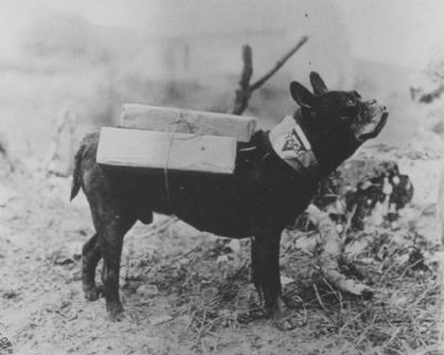 French Bulldog World War 1