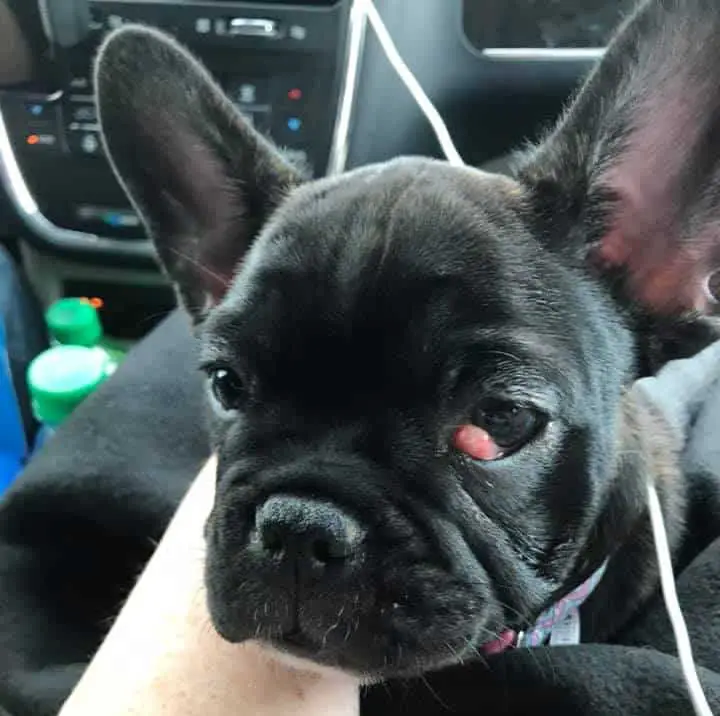 45 HQ Images French Bulldog Cherry Eye Causes - Prolapsed Third Eyelid Dog Surgery, Cherry Eye Surgery ...